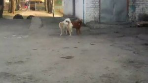 Собака трахает другую собаку