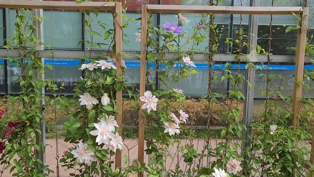 클레마티스, 오산 중앙도서관, Clematis, Clematis (hybrid), Large Flowered Clematis, クレマチス, 铁线莲