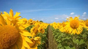Поле подсолнухов