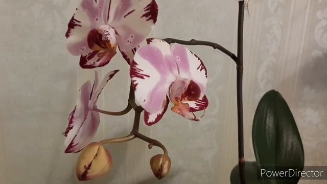 Фаленопсис Magic Art /30 ноября 2021г. смотреть онлайн