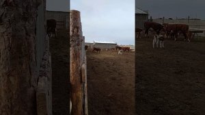 Бюджетная ферма на 30-50 голов КРС