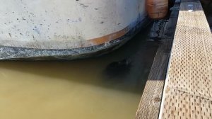 Смотреть до конца! Морской котик утащил девочку