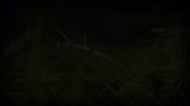 Анимированный логотип - Весенние листья смотреть онлайн