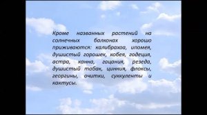 Какие цветы посадить на балконе