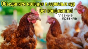 Как соединить молодок и взрослых кур БЕСКОНФЛИКТНО #сезонконтентаRUTUBE