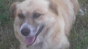 ПРИВЕТ!ЛЕТО🌺 ЦВЕТЁТ КЛУБНИКА 🍓 СОБИРАЕМ ЯГОДЫ 🌄 МОЙ ПЁСИК 🐕
