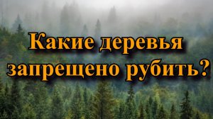 Какие деревья запрещено рубить согласно народным приметам?