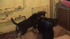 Добрая суббота / Ученики 172 школы сняли социальный ролик по защите домашних животных /