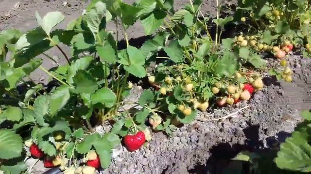 Клубника Сенсейшн смотреть онлайн