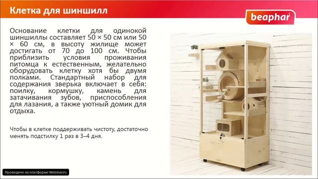 Шиншиллы