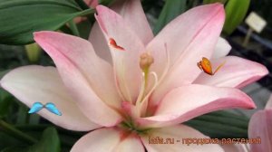 Лилия азиатская махровая (lilium asiatic bentley) ? лилия обзор: как сажать луковицы лилии