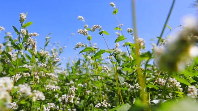 Пчеловодство Алтая 2021 смотреть онлайн