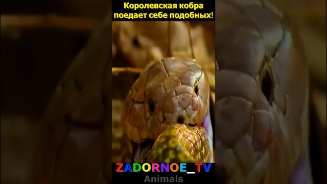 Поедающий себе подобных. Почему животные поедают себе подобных.