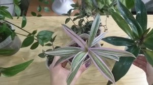 Неприхотливые и яркие?Сциндапсусы?Традесканции?Рео?Обзор комнатных растений в декабре?Растём!?