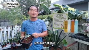 Alocasia Mickey Mouse 米老鼠海芋 ~ 如何培植芋叶