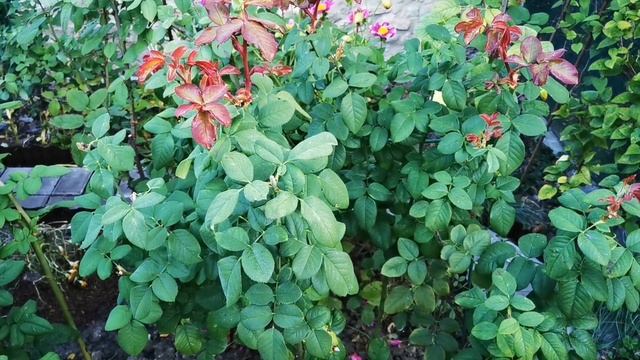 РОЗЫ в октябре.УХОД за розами осенью.#РОЗЫ В САДУ ОСЕНЬЮ#сорта роз