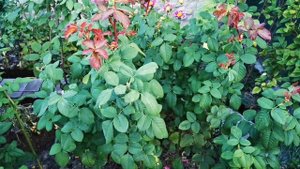 РОЗЫ в октябре.УХОД за розами осенью.#РОЗЫ В САДУ ОСЕНЬЮ#сорта роз