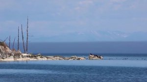 БАЙКАЛ  Баргузинский заповедник (Байкальская нерпа)  Ушканьи острова. Дикая природа Сибири. Бурятия