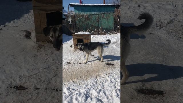 Наши питомцы