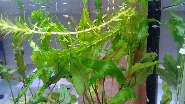 Подоспела вкусняшка для мальков. Артемия. смотреть онлайн