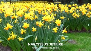 Narcissus 'Jetfire' - FarmerGracy.co.uk