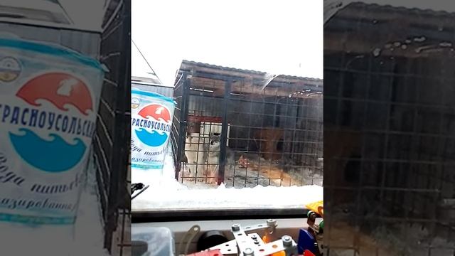 Чехословацкий влчак открывает вольер смотреть онлайн