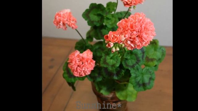 224.  Lipstick / Powder Puff   (2015- 2016)  립스틱/ 파우더퍼프Pelargonium смотреть онлайн