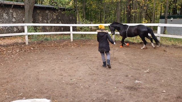!Важно научить лошадь работать спиной (голова - вперёд вниз).У этого коняшки не всё с этим в порядк