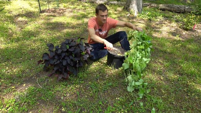 Grow SWEET POTATO Plants that are Pretty & Tasty - Foodscaping - 'Treasure Island' Ipomoea hybrids смотреть онлайн