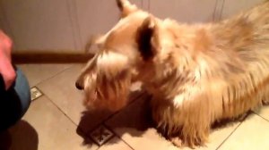 Скотч терьер через 10 минут после гулянки