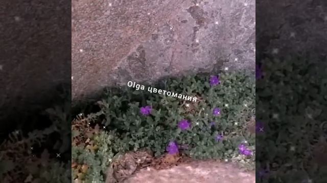 Обриета, уход и содержание ? смотреть онлайн