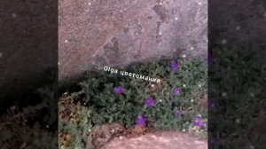 Обриета, уход и содержание ?