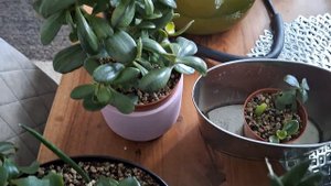 Пересадка Крассул,пробую новый для меня субстрат Lechuza- PON