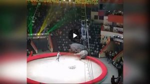 Слоны подрались в цирке