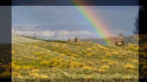 Слушать пение птиц в поле летом. Фоновое пение птиц. Фоновое звучание.