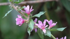 Purple Loosestrife (Lythrum salicaria)