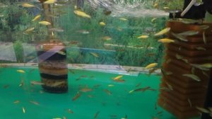 Зеленые ГМО данио рерио / Green GMO Zebrafish (Brachydanio rerio)