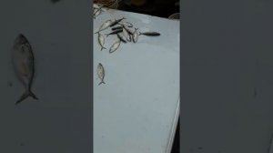 Рыбный рынок в Саки Нака, Мумбай. Fish market in Saki Naka, Mumbai