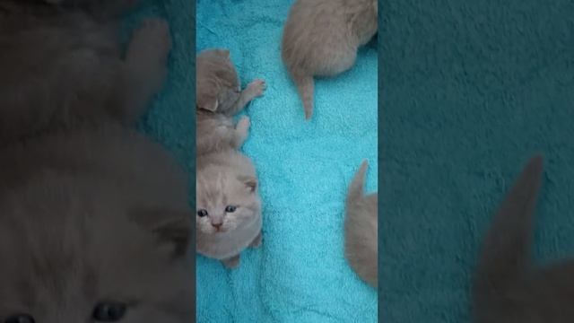 Шотландцы лиловые