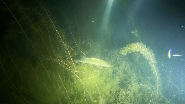 Погружения под воду на озере Инголь (2018) смотреть онлайн