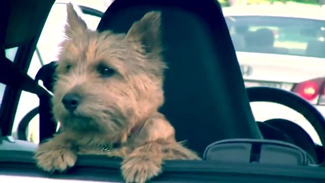 Кондиционер для собаки - зло. смотреть онлайн