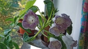 Комнатные цветы летом. Цветущий подоконник