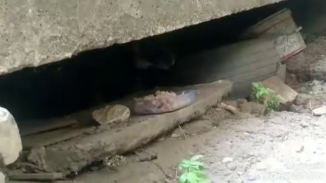 Город Астрахань кормим бездомных хвостиков 2019 видео с канала Катя и Зарина смотреть онлайн