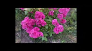 Blue Sky Freelander, Double Delight, Dinky, Robin Hood, Green Tea roses in my Ukrainian garden