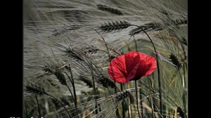 Candan Erçetin   Elbette