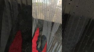 Посадка лука на зелень в теплице
