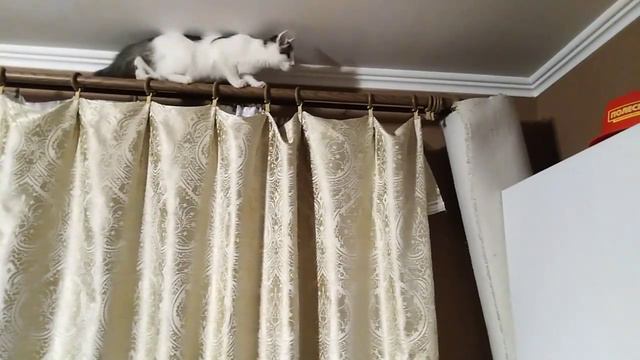 Кошка сошла с ума! смотреть онлайн