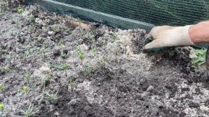 Как мы рассаживаем Пихту кавказскую(Нордмана) однолетку.Питомник "Хвойный дворик"