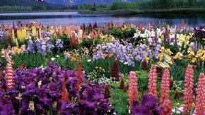 ТАНЕЦ ЦВЕТОВ ?автор и исп. песни ВИКТОР ДАВИДЗОН??