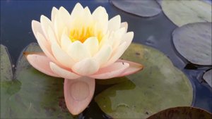 Mangala Ubol  кувшинка, waterlily, Mangkala Ubol водные растения, пруд